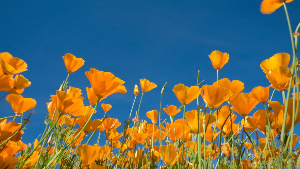 City Council doesn't write every law, but leadership shapes policy through collaboration with staff and listening to residents. Here's how it really works.